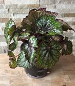 Bladbegonia in pot, Overige soorten, In pot, Minder dan 100 cm, Groene kamerplant