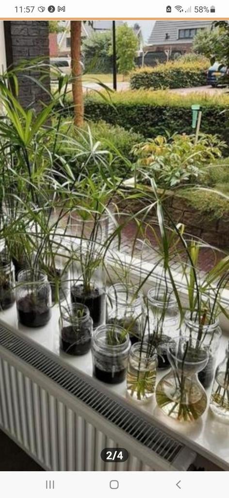 Papyrus of Parapluplant, Ophalen of Verzenden, Halfschaduw, Minder dan 100 cm