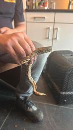 WK ultramel pied 0.1 uit 2025 0.2, Dieren en Toebehoren, Reptielen en Amfibieën