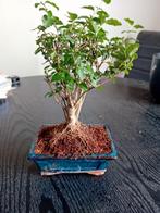 Mooi Bonsai Boompje in Pot, Huis en Inrichting, Kamerplanten, Ophalen, Halfschaduw, In pot, Minder dan 100 cm