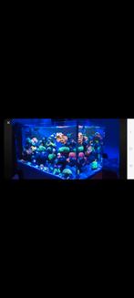 Red sea peninsula 500 liter los, Eén persoon