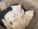 Lieve ragdoll kittens met stamboom, Dieren en Toebehoren, Katten en Kittens | Overige Katten, Kater, Langharig, 0 tot 2 jaar