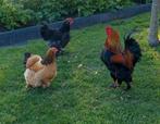 Broedeieren Brahma groot, Dieren en Toebehoren, Pluimvee, Geslacht onbekend, Kip