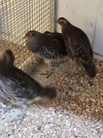 Europese patrijzen, Dieren en Toebehoren, Pluimvee, Meerdere dieren, Eend