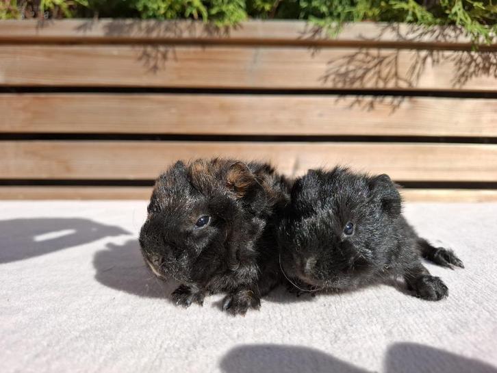 Lieve lunkarya/ch teddy cavia's, Dieren en Toebehoren, Knaagdieren, Mannelijk, Cavia, Augustus, Tam