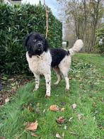 Wetterhoun met stamboom ter dekking aangeboden, Reu, Eén hond, 3 tot 5 jaar, Nederland