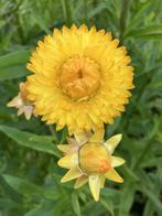 Strobloem geel - droogbloem, Ophalen of Verzenden, Volle zon