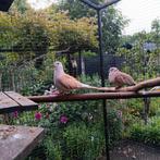 tortelduiven, Dieren en Toebehoren, Vogels | Duiven, Meerdere dieren, Tortelduif
