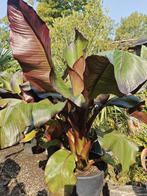 Ensete Maurelii, Volle zon, Vaste plant, Zomer, Ophalen