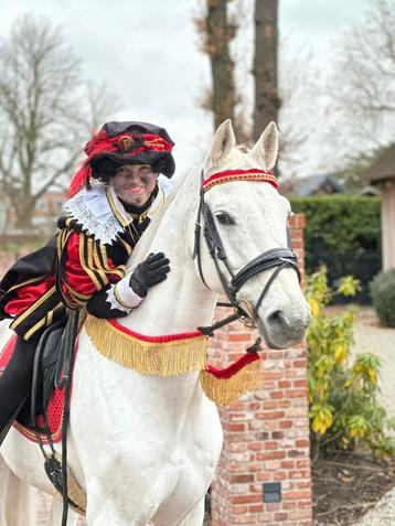 Ozosnel - zeer ervaren, knap en braaf paard voor sinterklaas beschikbaar voor biedingen