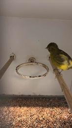 Kanarie (fife fancy) man 2023, Dieren en Toebehoren, Mannelijk, Kleurkanarie