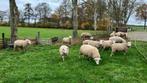 Schapen te koop - Flevolander - Fries Melkschaap - Texelaar, Dieren en Toebehoren, Schapen, Geiten en Varkens, Meerdere dieren