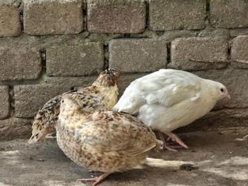 Broedeieren Japanse Jumbo kwartels beschikbaar voor biedingen