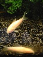 ** Albino Corydoras **, Dieren en Toebehoren, Vissen | Vijvervissen, Overige soorten
