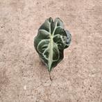 Alocasia Venom - Potmaat 8, Huis en Inrichting, Kamerplanten, Ophalen of Verzenden, Halfschaduw, Minder dan 100 cm