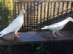 Witte postduiven, kleurpostduiven, Dieren en Toebehoren, Meerdere dieren, Postduif