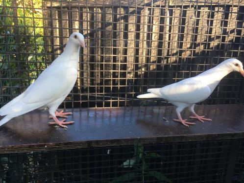 Witte postduiven, kleurpostduiven, Dieren en Toebehoren, Vogels | Duiven, Postduif, Meerdere dieren