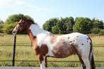 3 jarige Zangersheide ruin te koop, Dieren en Toebehoren, Ruin, 3 tot 6 jaar