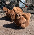 Verse broedeieren Usa zijdehoen kleurgsekste koppel/motteld, Dieren en Toebehoren, Pluimvee, Geslacht onbekend, Kip