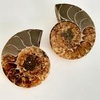 Ammoniet Fossiel Set 3.5 cm met Display, Ophalen, Fossiel