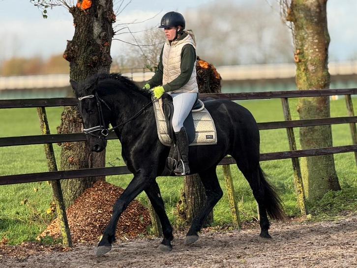 UNIEK! ## Super lieve en zeer fijne grote Murgese merrie ##, Dieren en Toebehoren, Paarden, Merrie, B, 165 tot 170 cm, 3 tot 6 jaar