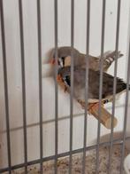 Koppel zebravinken, Dieren en Toebehoren, Vogels | Overige Vogels, Meerdere dieren, Tropenvogel, Geringd