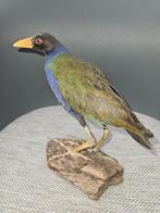 Opgezet Afrikaans purperhoen (Porphyrio alleni, Ophalen of Verzenden, Nieuw, Vogel, Opgezet dier