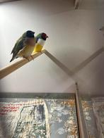 2 koppels gouldamadine, Dieren en Toebehoren, Vogels | Overige Vogels, Meerdere dieren, Tropenvogel, Geringd