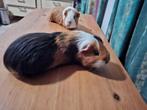 2 lieve cavia’s, Dieren en Toebehoren, Knaagdieren, Cavia, Februari, Mannelijk, Tam