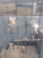 20 div kleuren zebravinken     3 Japanse meeuwen, Dieren en Toebehoren, Meerdere dieren