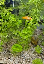 Jonge papegaai platy 10 stuks, Vis, Zoetwatervis, Schoolvis