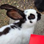 Groot Lotharinger voedster, Dieren en Toebehoren, Vrouwelijk, Groot, 0 tot 2 jaar