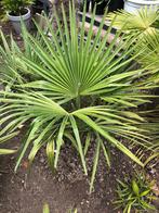 Palmboom, Ophalen of Verzenden, Bloeit niet, Overige soorten, Volle zon
