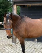 Springmerrie, Dieren en Toebehoren, Paarden, Merrie, 165 tot 170 cm, Springpaard, 7 tot 10 jaar