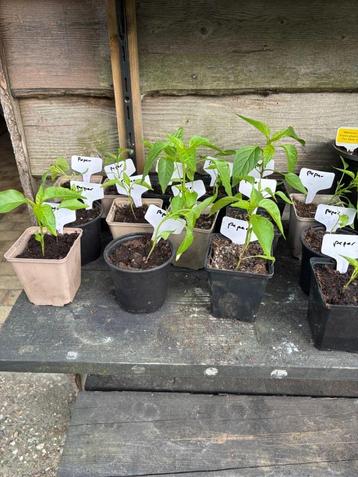 Diverse plantjes...puntpaprika, peper, hibiscus, walnoot beschikbaar voor biedingen