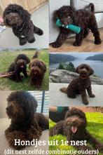 Toy poedel, mini poedel pups choco bruin, Dieren en Toebehoren, Honden | Chihuahua's en Gezelschapshonden, Poedel, CDV (hondenziekte)