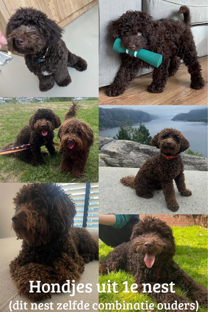 Toy poedel, mini poedel pups choco bruin, Dieren en Toebehoren, Honden | Chihuahua's en Gezelschapshonden, Meerdere dieren, Poedel