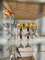 Gele en witte halsband parkieten, Dieren en Toebehoren, Vogels | Parkieten en Papegaaien, Meerdere dieren, Parkiet