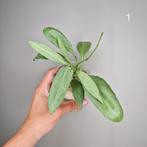 Hoya Nicholsoniae New Guinea Ghost, Overige soorten, Minder dan 100 cm, Bloeiende kamerplant, Halfschaduw