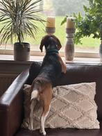Prachtige beagle van 4 jaar, Dieren en Toebehoren, Honden | Beagles, Bassets en Lopende honden, Beagle, Rabiës (hondsdolheid)