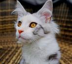 Maine Coon poes – Black Tortie Silver – NLKV stamboom, Poes, Gechipt, 0 tot 2 jaar