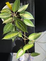 Hoya Macrophylla "Pot of Gold", Huis en Inrichting, Kamerplanten, Overige soorten, In pot, Minder dan 100 cm, Bloeiende kamerplant