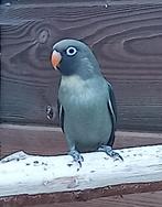 Jonge agapornissen van een mini soort!, Geslacht onbekend, Dwergpapegaai of Agapornis