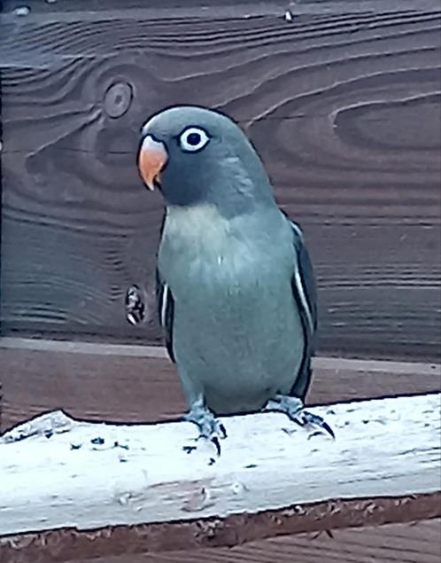 Jonge agapornissen van een mini soort!, Dieren en Toebehoren, Vogels | Parkieten en Papegaaien, Dwergpapegaai of Agapornis, Geslacht onbekend