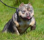 ❤️American bully pups tricolor, pocket ❤️, Overige rassen, 8 tot 15 weken, Meerdere, Meerdere dieren