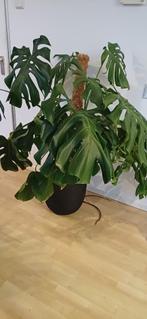 Monstera 150cm, Ophalen, 100 tot 150 cm, Overige soorten, Halfschaduw