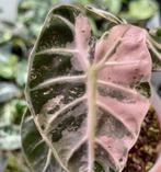 GEZOCHT: Alocasia Balloon Heart Pink Variegata Corm / Knol, Huis en Inrichting, Kamerplanten, Ophalen of Verzenden