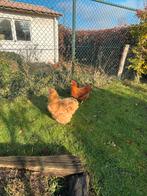 2 kippen, Vrouwelijk, Kip