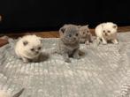 Britse Korthaar Kittens!, Dieren en Toebehoren, Katten en Kittens | Raskatten | Korthaar, Meerdere dieren, Ontwormd, 0 tot 2 jaar