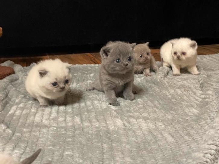 Britse Korthaar Kittens!, Dieren en Toebehoren, Katten en Kittens | Raskatten | Korthaar, Meerdere dieren, 0 tot 2 jaar, Ontwormd